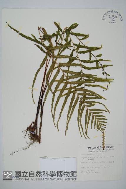 達邊蕨藏品圖，第1張