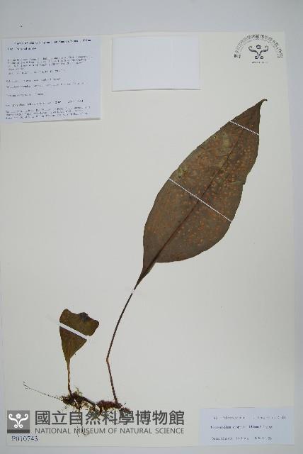 登錄號:P010743藏品圖，第1張