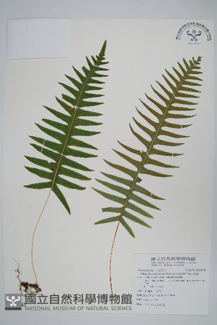 阿里山水龍骨藏品圖，第1張