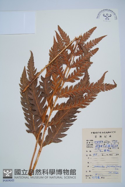 日本狗脊蕨藏品圖，第1張