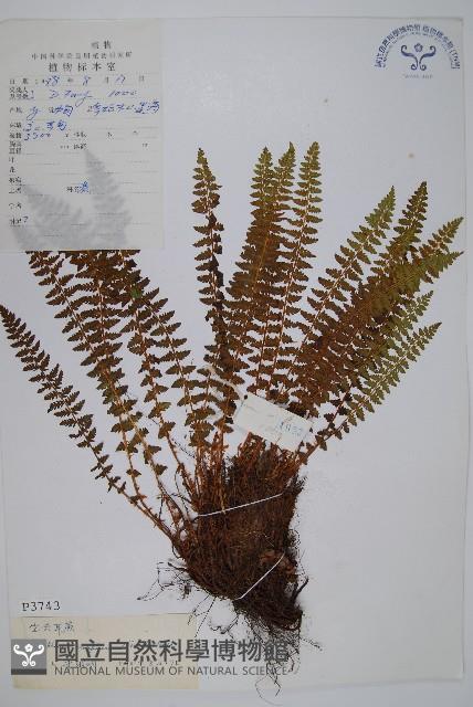 寶興耳蕨藏品圖，第1張