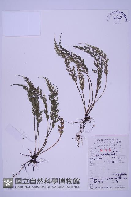 長生鐵角蕨藏品圖，第1張