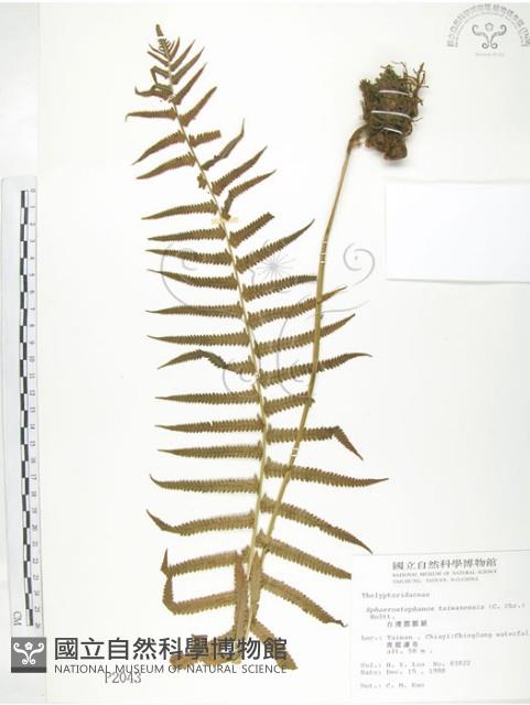 台灣毛蕨、台灣圓腺蕨藏品圖，第1張