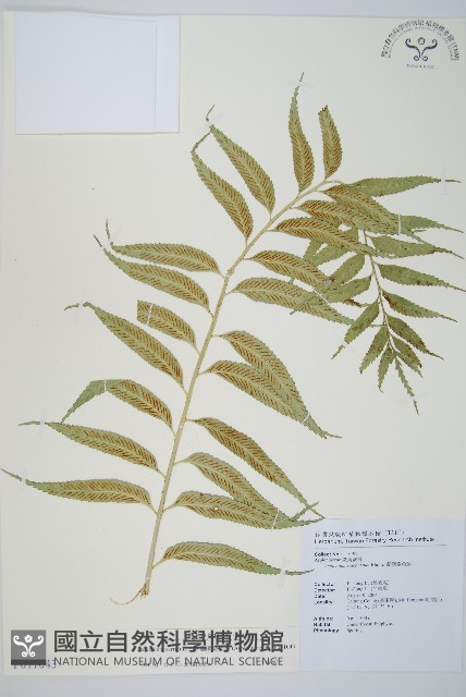 蘭嶼鐵角蕨藏品圖，第1張