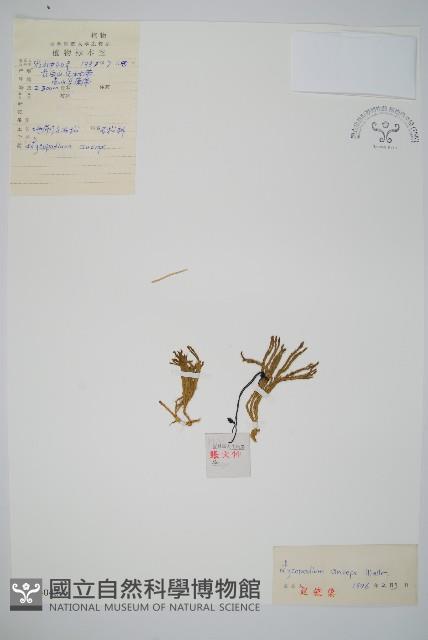 地刷子石松藏品圖，第1張