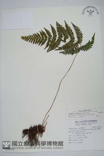 烏來金星蕨、毛柄金星蕨藏品圖，第1張