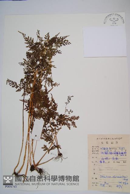 烏蕨藏品圖，第1張