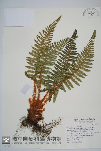 尖葉耳蕨藏品圖，第1張