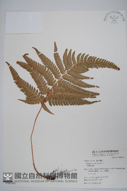 南海鱗毛蕨藏品圖，第1張