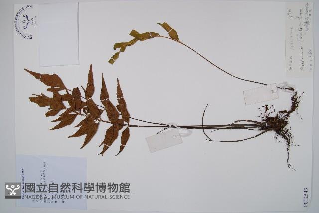 鐮葉鐵角蕨藏品圖，第1張