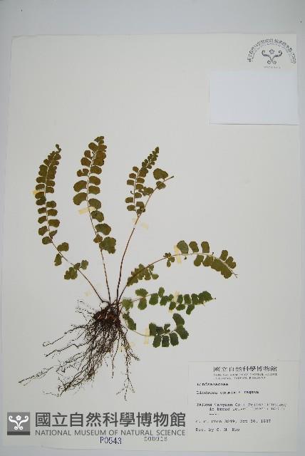 海島鱗始蕨藏品圖，第1張