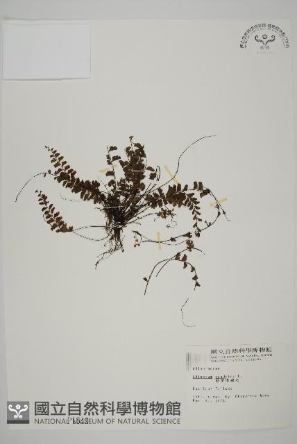 馬來鐵線蕨藏品圖，第1張