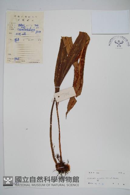 光石韋藏品圖，第1張