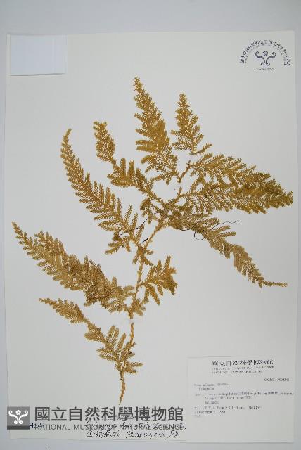 全緣卷柏藏品圖，第1張