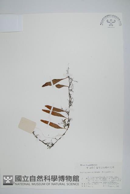 披針骨牌蕨藏品圖，第1張