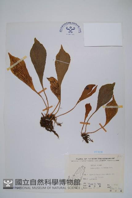 車前蕨藏品圖，第1張