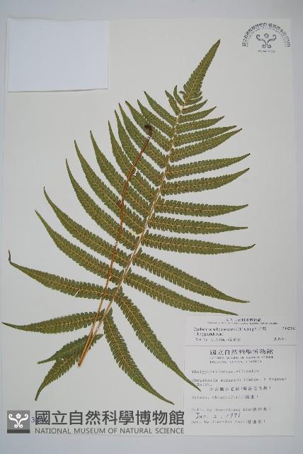 梳毛蕨藏品圖，第1張