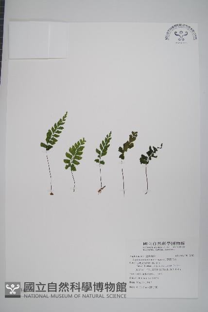 小葉鐵角蕨藏品圖，第1張