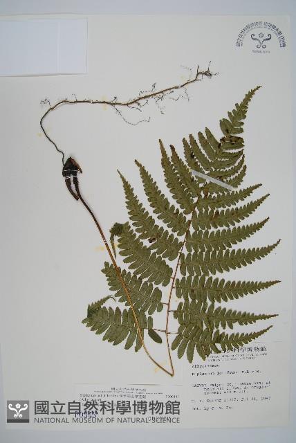 廣葉深山雙蓋蕨藏品圖，第1張