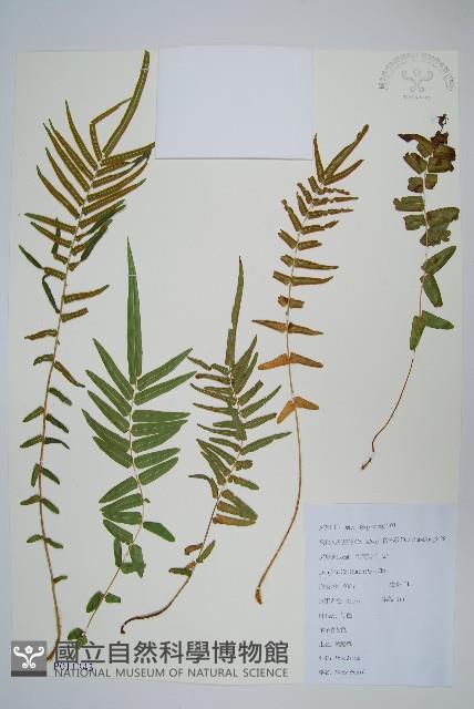 鱗蓋鳳尾蕨藏品圖，第1張