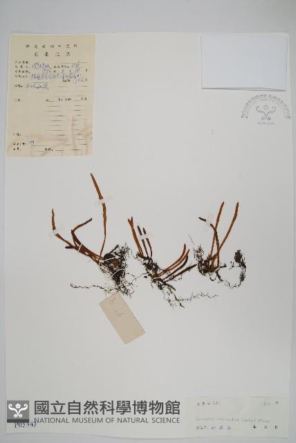 相異石韋藏品圖，第1張