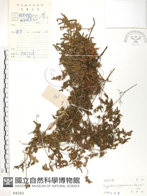 海金沙藏品圖，第1張