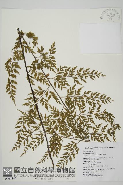 大黑柄鐵角蕨、黃鱗鐵角蕨、大羽鐵角蕨藏品圖，第1張