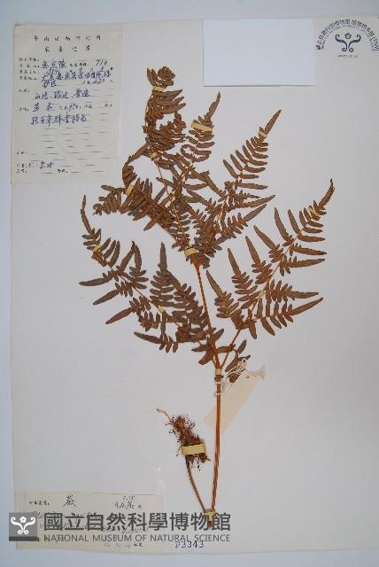 蕨藏品圖，第1張