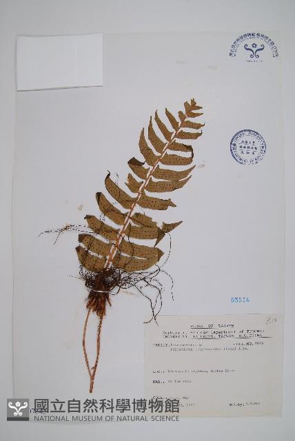 鞭葉耳蕨藏品圖，第1張