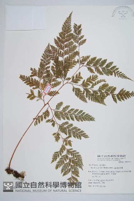 海州骨碎補藏品圖，第1張