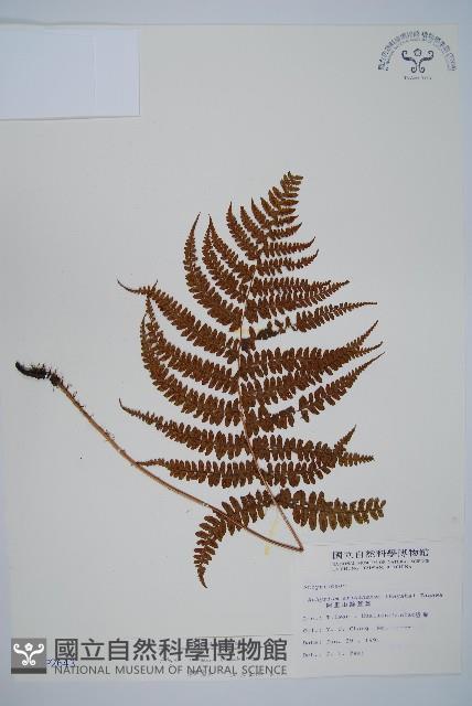 姬蹄蓋蕨藏品圖，第1張