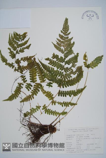 東亞假鱗毛蕨藏品圖，第1張