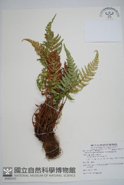 黑鱗耳蕨藏品圖，第1張