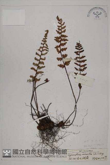 歐洲金毛裸蕨藏品圖，第1張