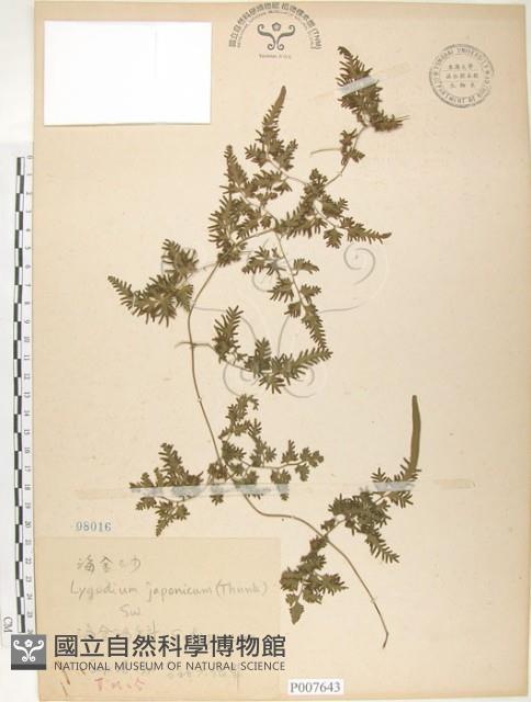 海金沙藏品圖，第1張