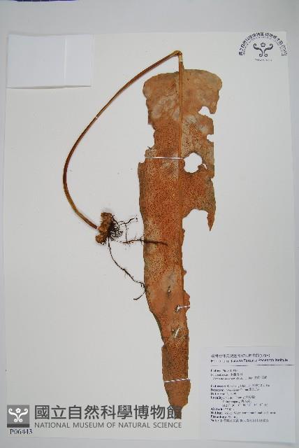 盧山石葦藏品圖，第1張