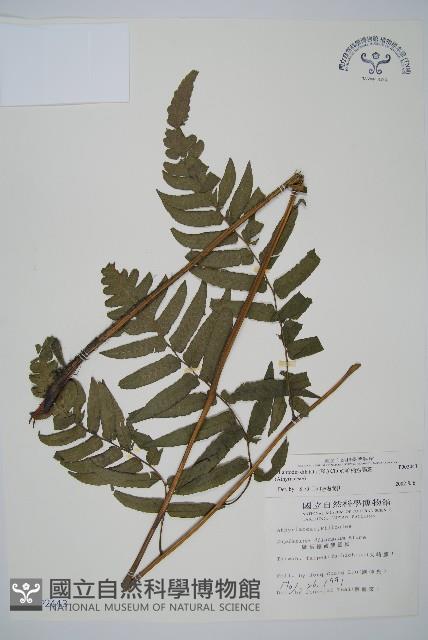 毛柄短腸蕨藏品圖，第1張