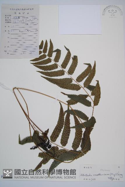 江南短腸蕨藏品圖，第1張