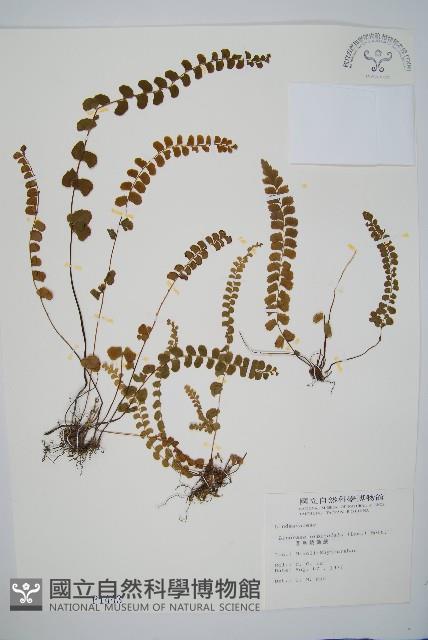 圓葉陵齒蕨藏品圖，第1張