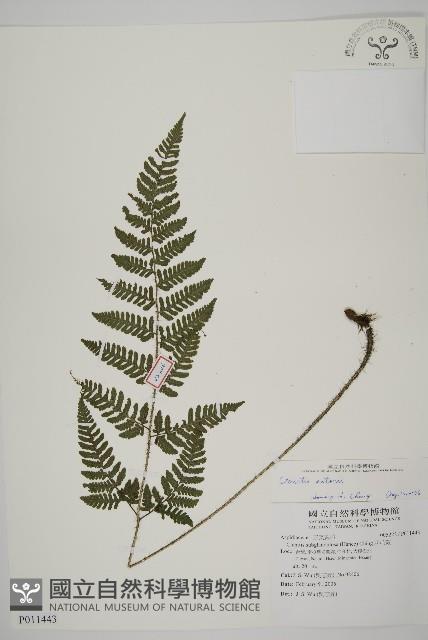 愛德氏肋毛蕨藏品圖，第1張