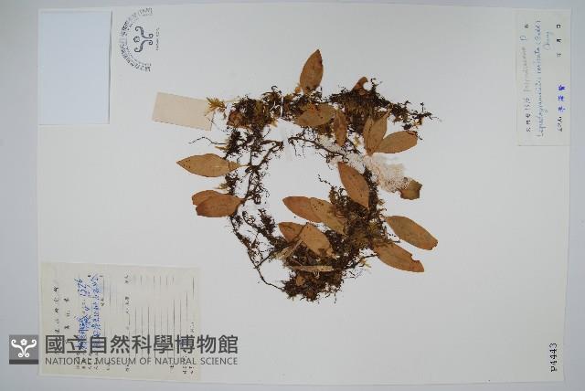 骨牌蕨藏品圖，第1張