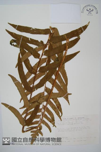 狹葉貫眾蕨藏品圖，第1張