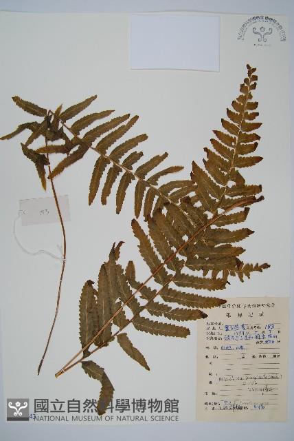 邊緣鱗蓋蕨藏品圖，第1張