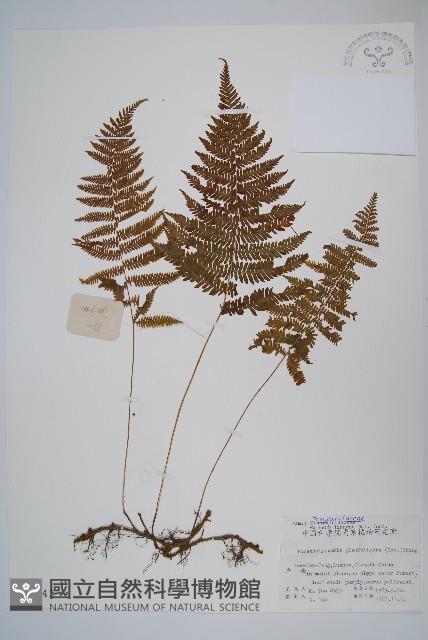 密腺副金星蕨藏品圖，第1張