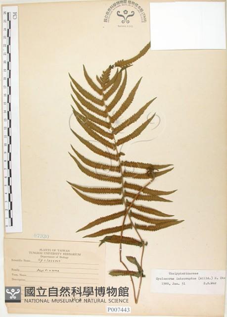 毛蕨藏品圖，第1張