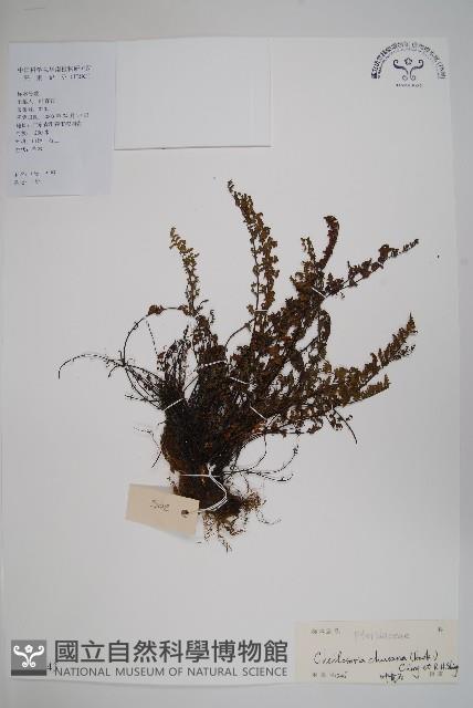 毛軸碎米蕨藏品圖，第1張