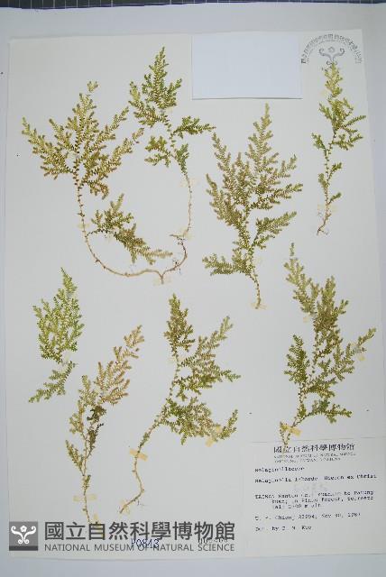 玉山卷柏藏品圖，第1張