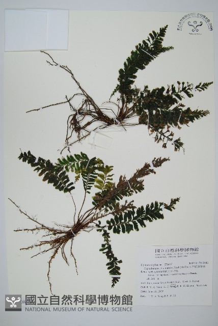 菲律賓厚葉蕨藏品圖，第1張