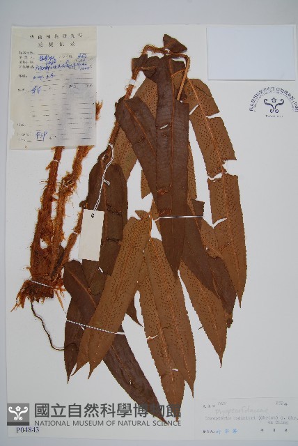 大羽鱗毛蕨藏品圖，第1張