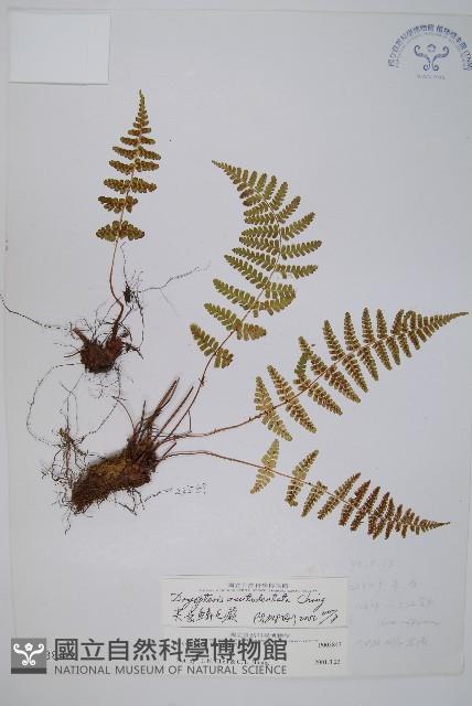 尖齒鱗毛蕨藏品圖，第1張